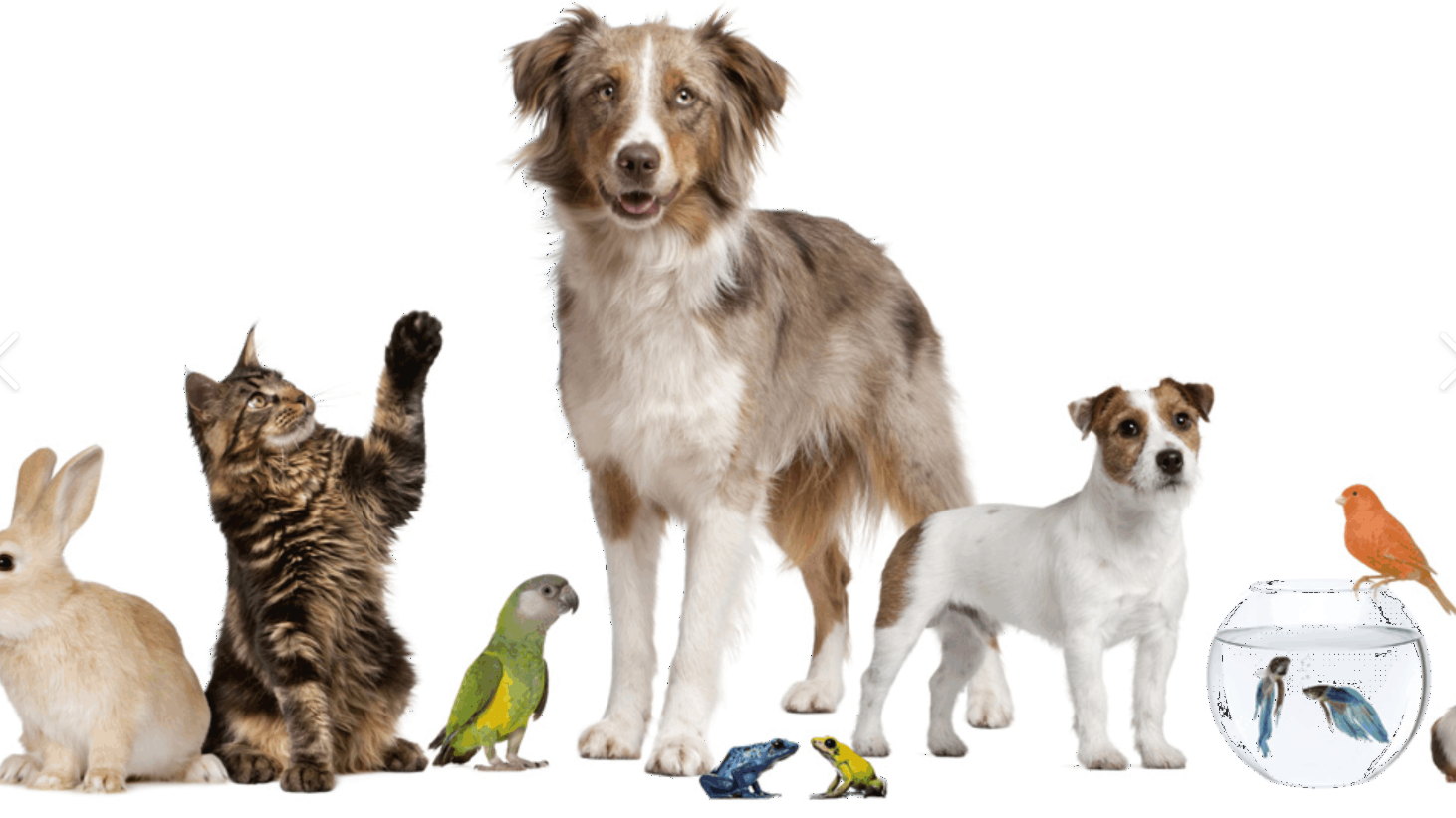 10 ideas de regalos para consentir a tu mascota